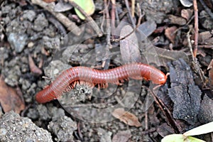 Millipede for healthy soil