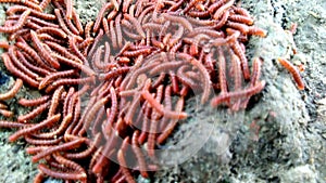 Millipede insects in the farm side