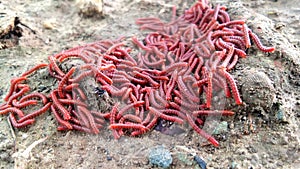 Millipede insects on the ground