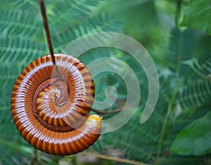 Millipede