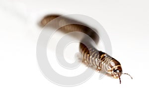 Millipede isolated in white