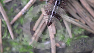 Millipede Kivsyak mated in the forest macro video