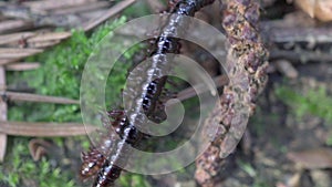 Millipede Kivsyak mated in the forest macro video