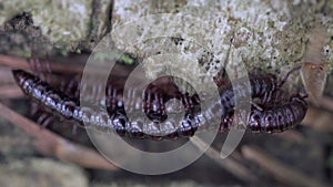 Millipede Kivsyak mated in the forest macro video