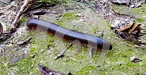 Millipede on Lichen Covered Rock