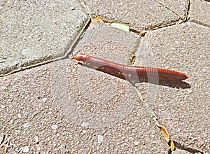 Millipede are long-tailed animals on the street