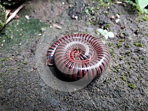 a millipede or luwing that is coiled to avoid its enemies