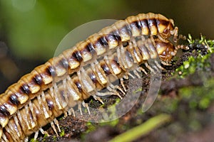 Millipede, Marino Ballena National Park, Costa Rica