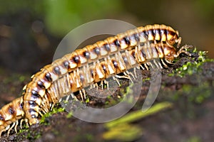 Millipede, Marino Ballena National Park, Costa Rica