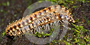 Millipede, Marino Ballena National Park, Costa Rica