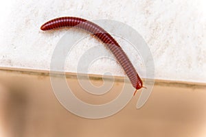 Millipede in Martinique, Carribean