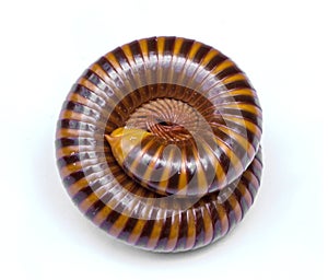 Millipede or millepede animal rolled to a circle
