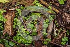 Millipede is moving towards the plants with some parts in focus