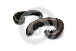 Millipede