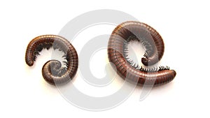 Millipede