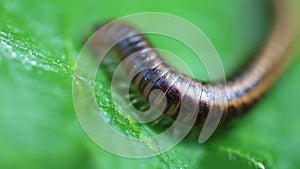 Millipede - Myriapoda