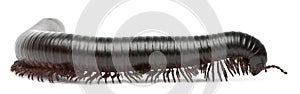 Millipede, Myriapoda, Spirostreptus giganteus photo