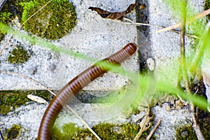 Millipede myriapoda spirostreptus giganteus photo