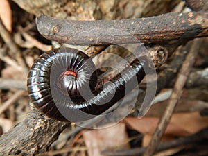 Millipede myriapoda on a twig