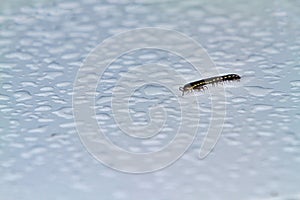 a millipede roaming around on the wet floor