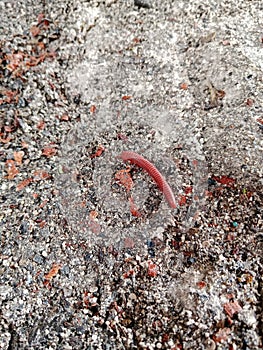 millipede snake that walks on the sand