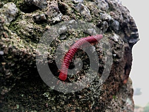 A Millipede spotted crawling on the rocks of Nandi Hills, Bengaluru, India