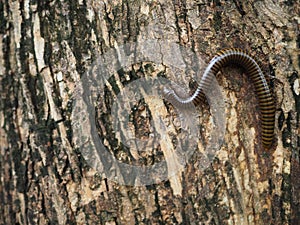 Millipede on a teak tree