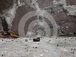 A millipede in the tropics