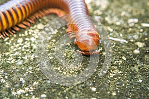 Millipede walking on the road.