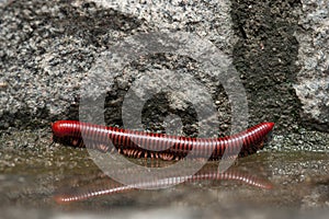 Millipede