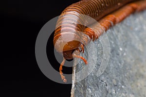 The millipede walkking