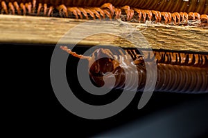 The millipede walkking