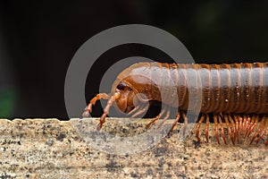 The millipede walkking