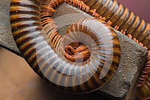 The millipede walkking