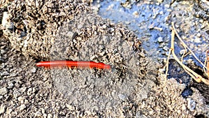 A millipede walks on dry land