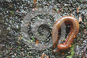 millipede on a wet tree trunk