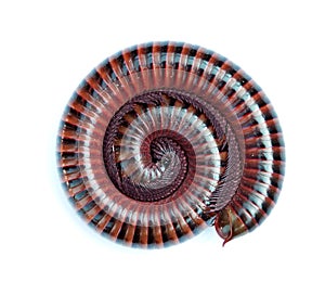 Millipede On white Backgrounds.