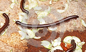 Millipede worm