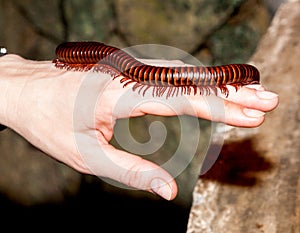Millipede worm