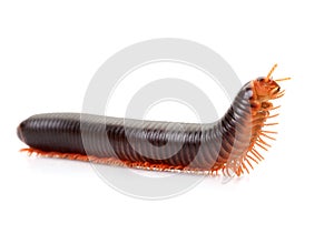 Millipedes