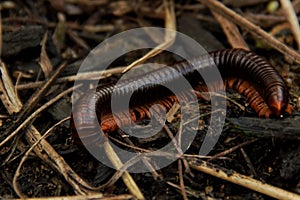 Millipede or in English Thousand Feet photo