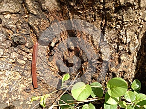 millipedes on a big tree illuminated by the sun