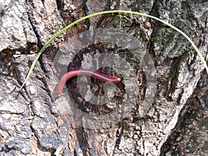 millipedes on a big tree illuminated by the sun