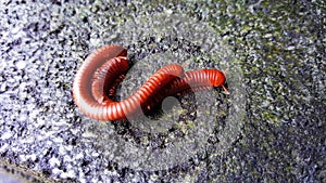 Millipedes on cement after rain with wet moss