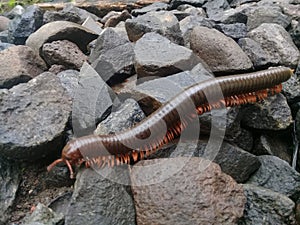 Millipedes or millipedes (class Diplopoda, formerly also called Chilognatha) 1