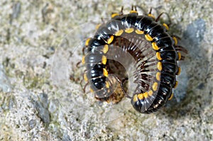 Millipedes crawling on arock texture