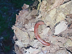 millipedes crawling on a stump of wood that is already brittle