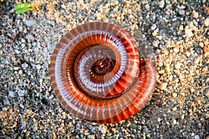 Millipedes curl up on the sand photo