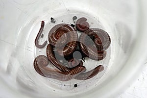 millipedes curled in a circle