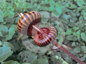 Millipedes defend themselves.